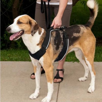 Arnés Easy Sport Negro