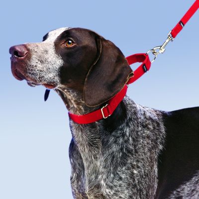 Collar de paseo Martingale Azul