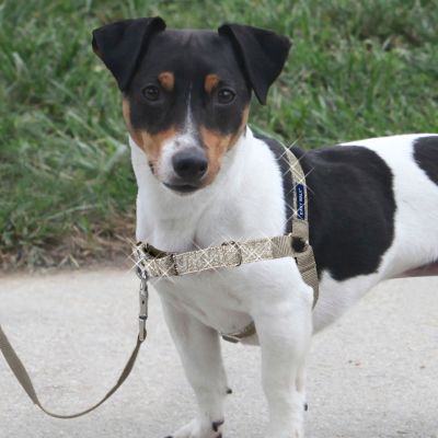 Arnés Easy Walk Gris Brillante