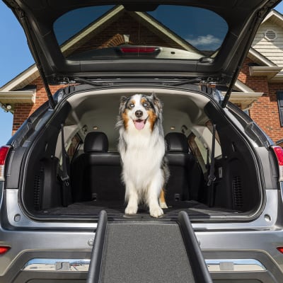 Rampa plegable para perros.