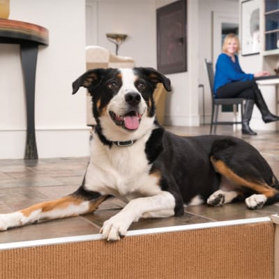 Collar Extra Control Remoto 300,600 o 900 Yardas 