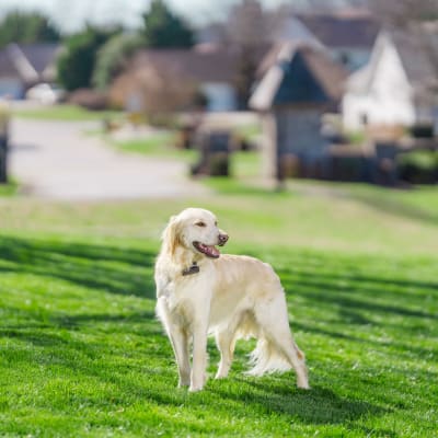 Collar extra Perro Grande y Porfiado