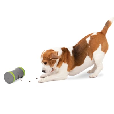 Kibble Chase