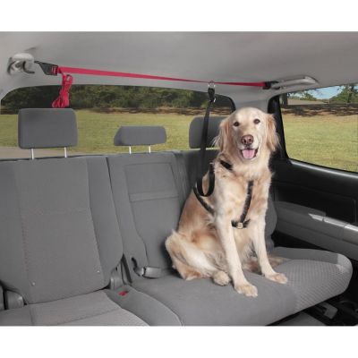 Línea de seguridad para el Auto Pupzip