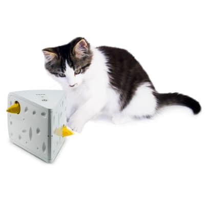 Queso para gatos