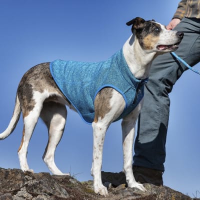 Polar K9 para Perros Naranjo