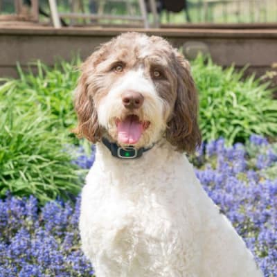 NUEVO Collar Antiladrido Estático