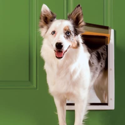 Puerta perro Mediana para Climas Extremos