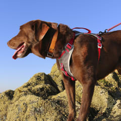 Arnés Journey Air Negro