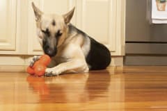 Treat Troog Grande