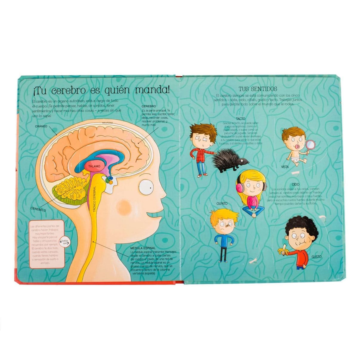 CUERPO HUMANO (SOLAPAS)4