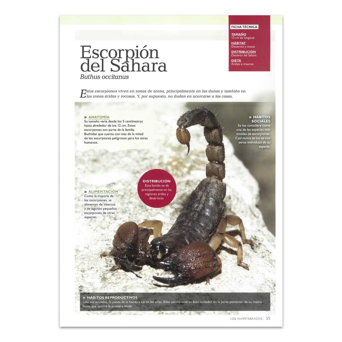 MUNDO ANIMAL SECRETO Y MARAVILLOSO3