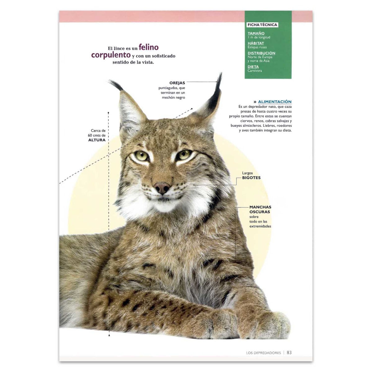 MUNDO ANIMAL MAMIFEROS SORPRENDENTES 2