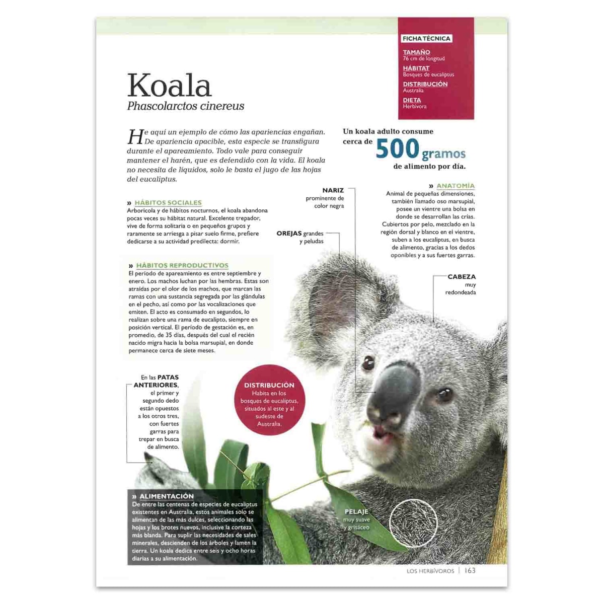 MUNDO ANIMAL MAMIFEROS SORPRENDENTES 3