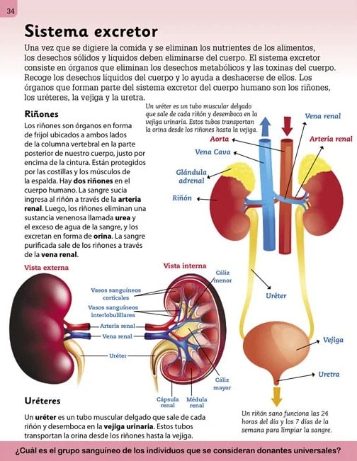 CUERPO HUMANO - ENCICLOPEDIA ILUSTRADA PARA NIÑOS3