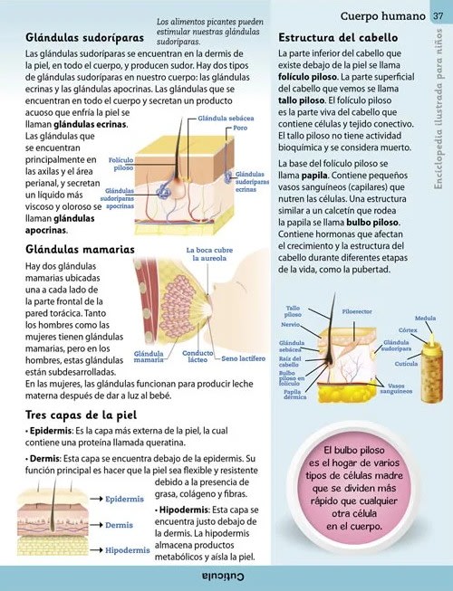 CUERPO HUMANO - ENCICLOPEDIA ILUSTRADA PARA NIÑOS4