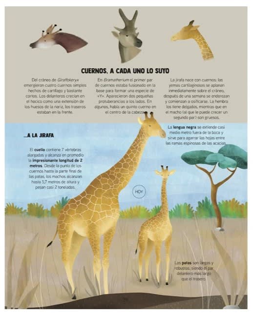 DESCUBRAMOS LA EVOLUCIÓN DE LOS ANIMALES2