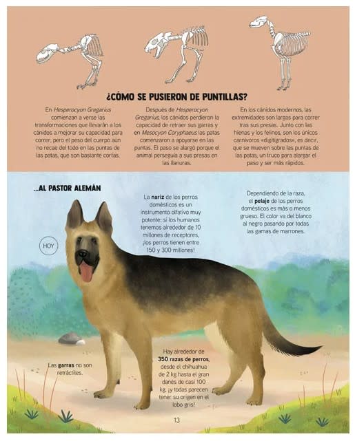 DESCUBRAMOS LA EVOLUCIÓN DE LOS ANIMALES3