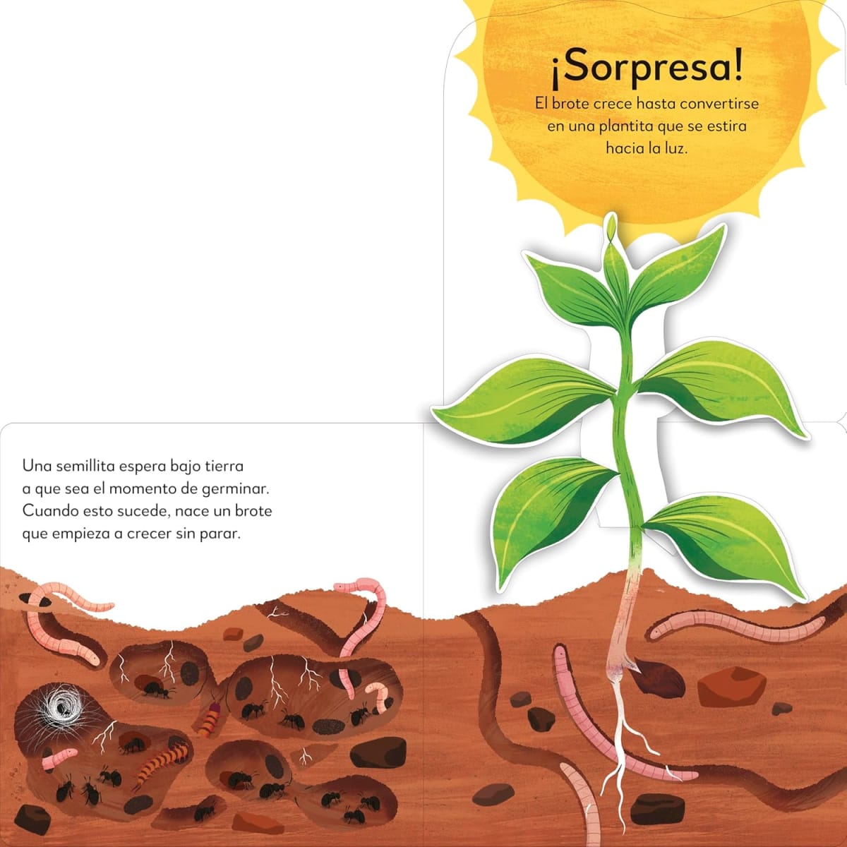 EL ÁRBOL POP UP SORPRESA - DK5