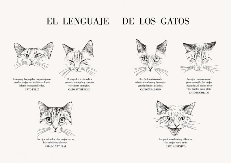HISTORIA DE UN GATO - LAURA AGUSTÍ4