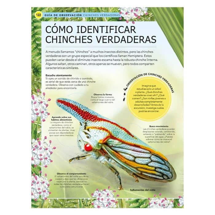 INSECTOS GUÍA DE OBSERVACIÓN MÁS DE 2003