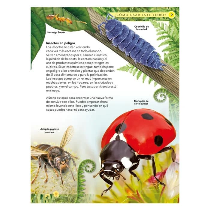 INSECTOS GUÍA DE OBSERVACIÓN MÁS DE 2004