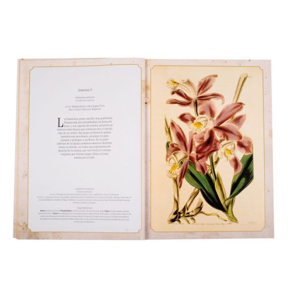 MARAVILLAS DE LA BOTÁNICA1