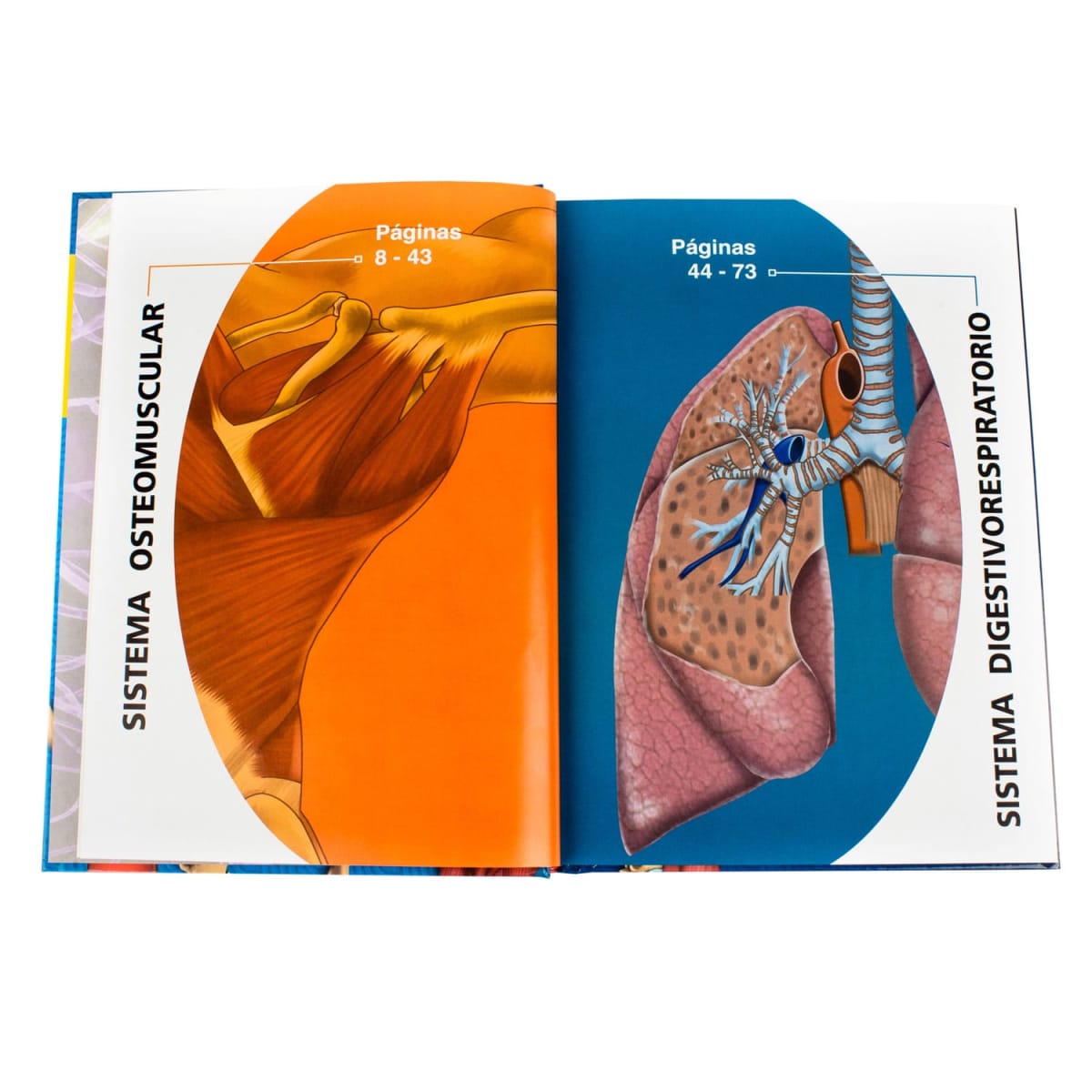 CUERPO HUMANO 3D (P)2