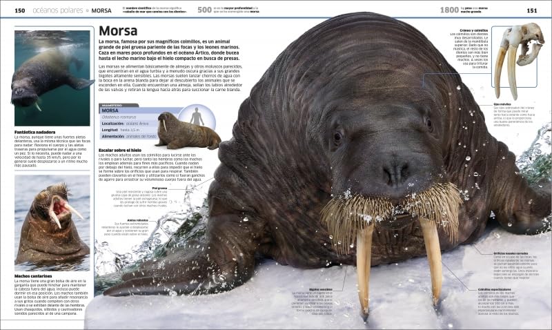 OCÉANOS DK - PENGUIN5