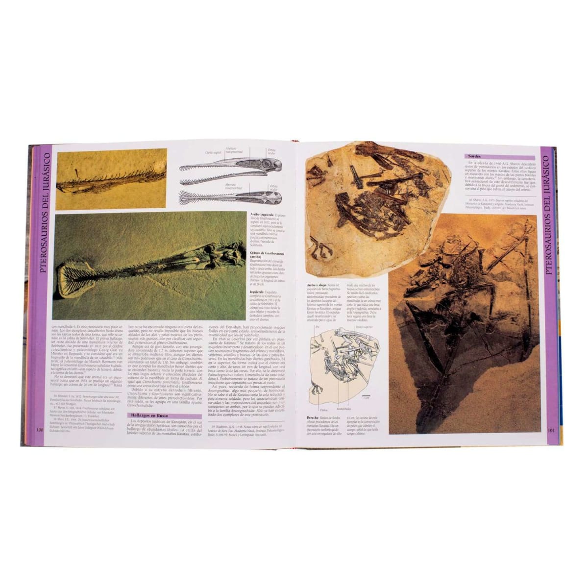 DINOSAURIOS VOLADORES4