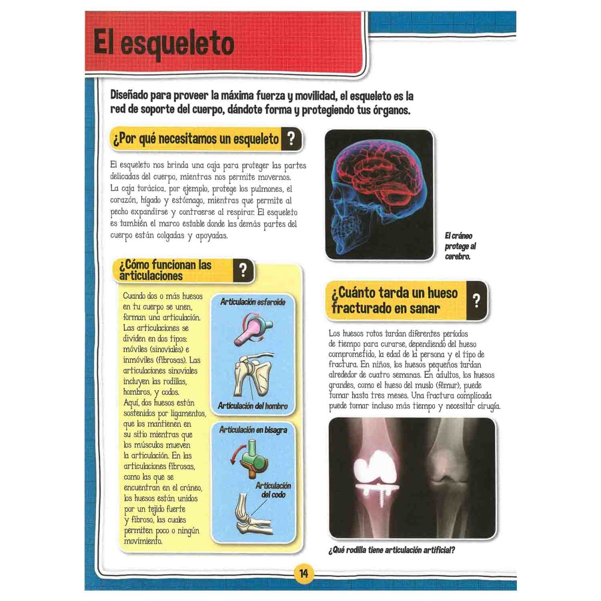 FASCINANTE CUERPO HUMANO2
