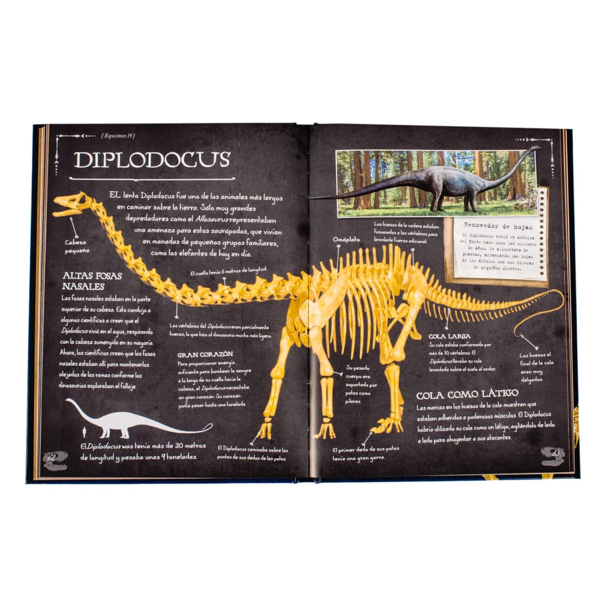 COLECCION HUESOS DINOSAURIOS2