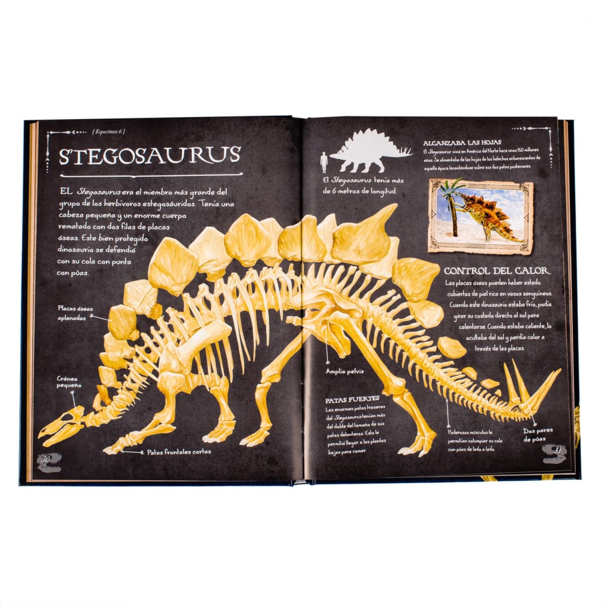 COLECCION HUESOS DINOSAURIOS3
