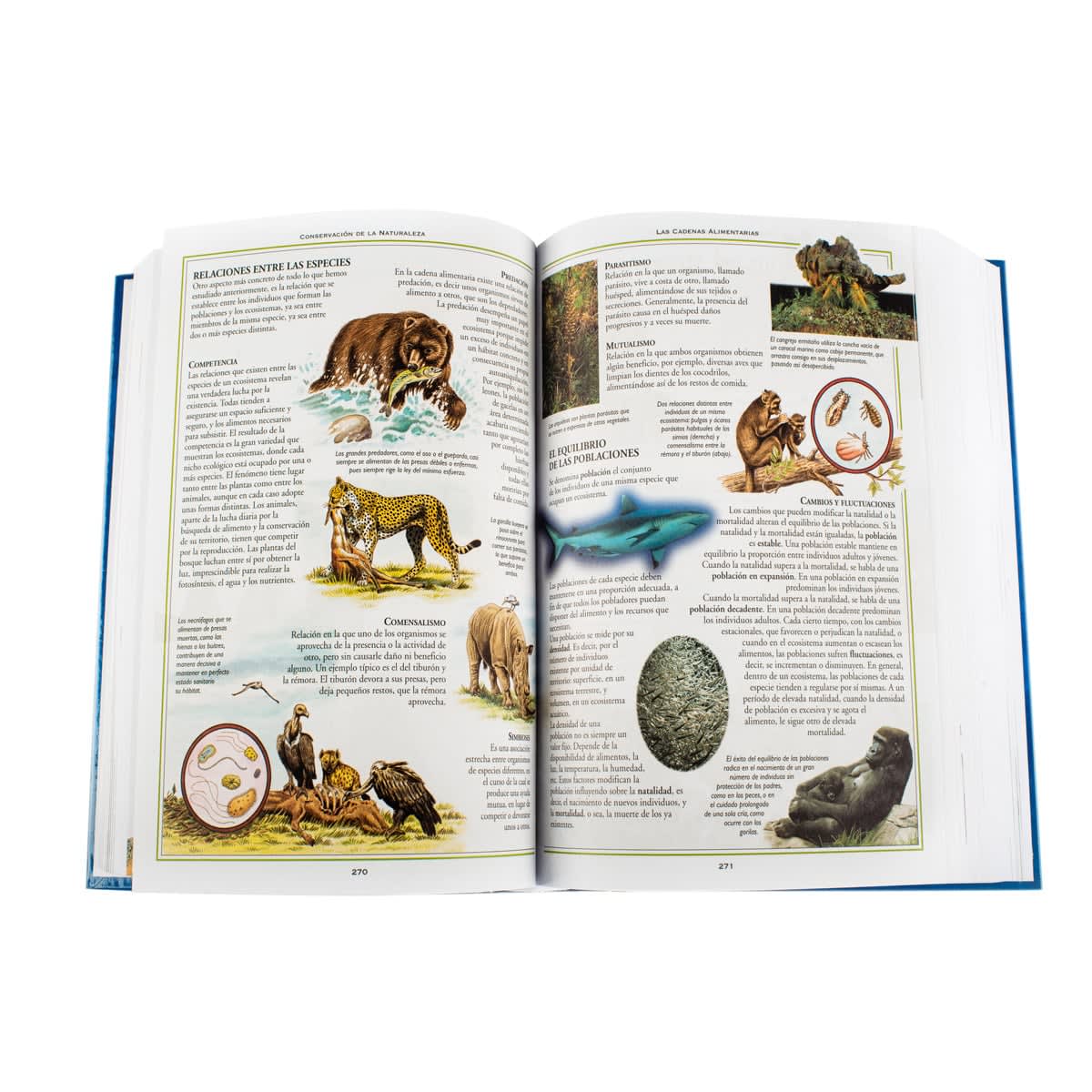 CONSULTOR MI PRIMARIA2