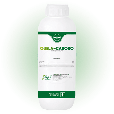 QUELA-CABORO1