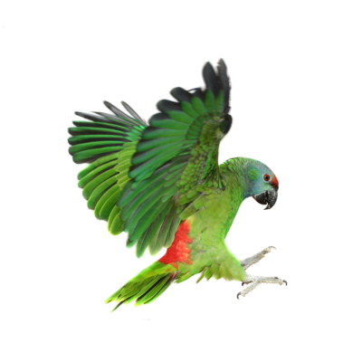 AVES