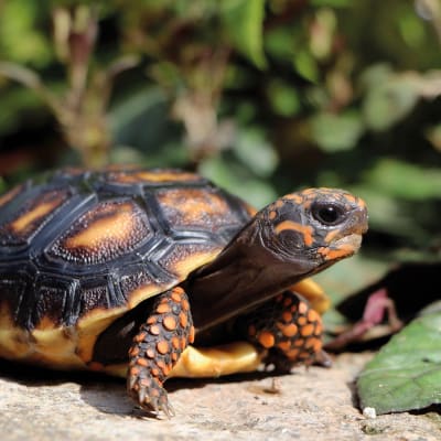 TORTUGA PATAS ROJAS