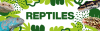collection reptiles