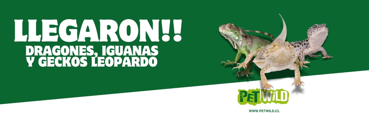 collection reptiles