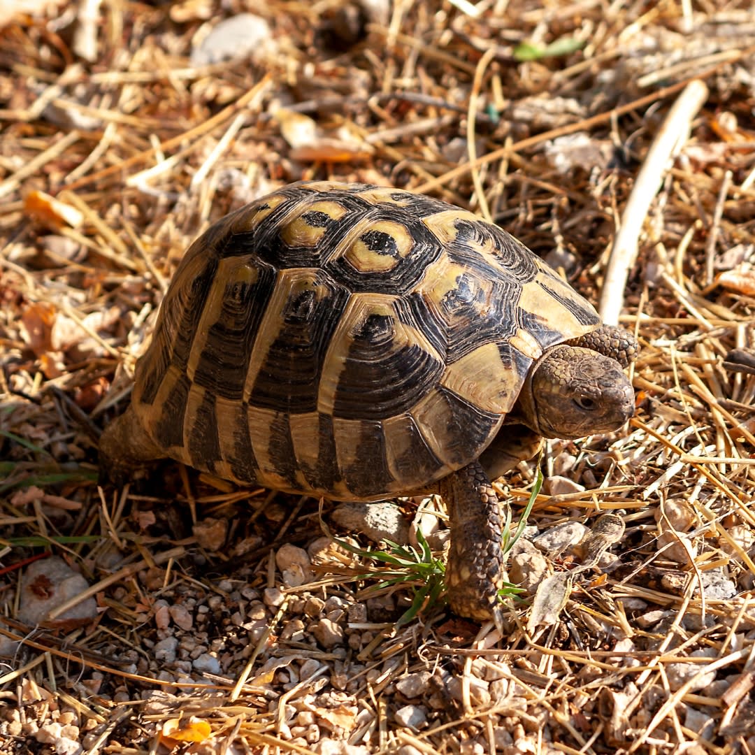 TORTUGA MEDITERRANEA 