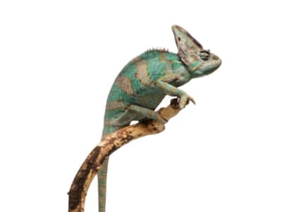 CAMALEON VELADO (Chamaeleo calyptratus)