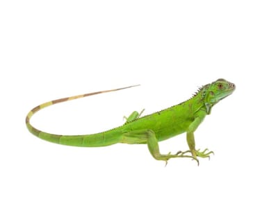 IGUANA VERDE (Iguana iguana)