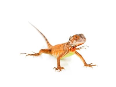 IGUANA ROJA (Iguana iguana)