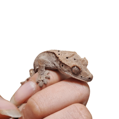 GECKO CRESTADO FASE DALMATION
