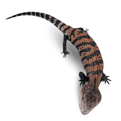 ESCINCO DE LENGUA AZUL (Tiliqua scincoides)