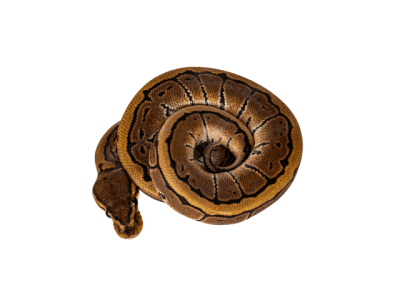 PITON BOLA PINSTRIPE