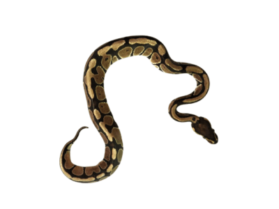 PITON BOLA HET AXANTIC