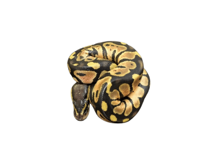 PITON BOLA VANILLA