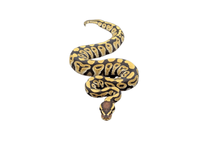 PITON BOLA PHANTON HET CLOWN