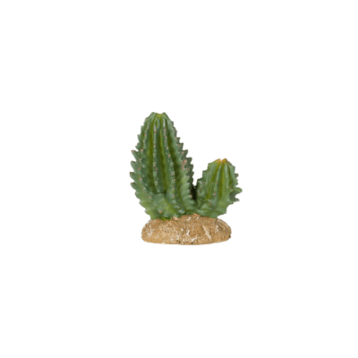 CACTUS DECORACION